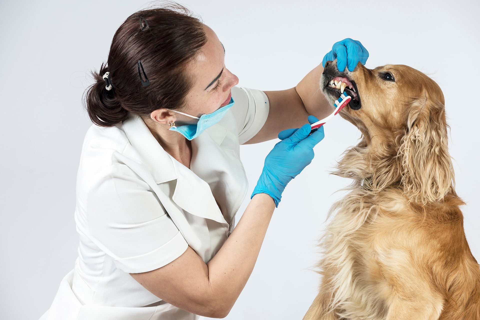 Dog Getting Teeth Brushed