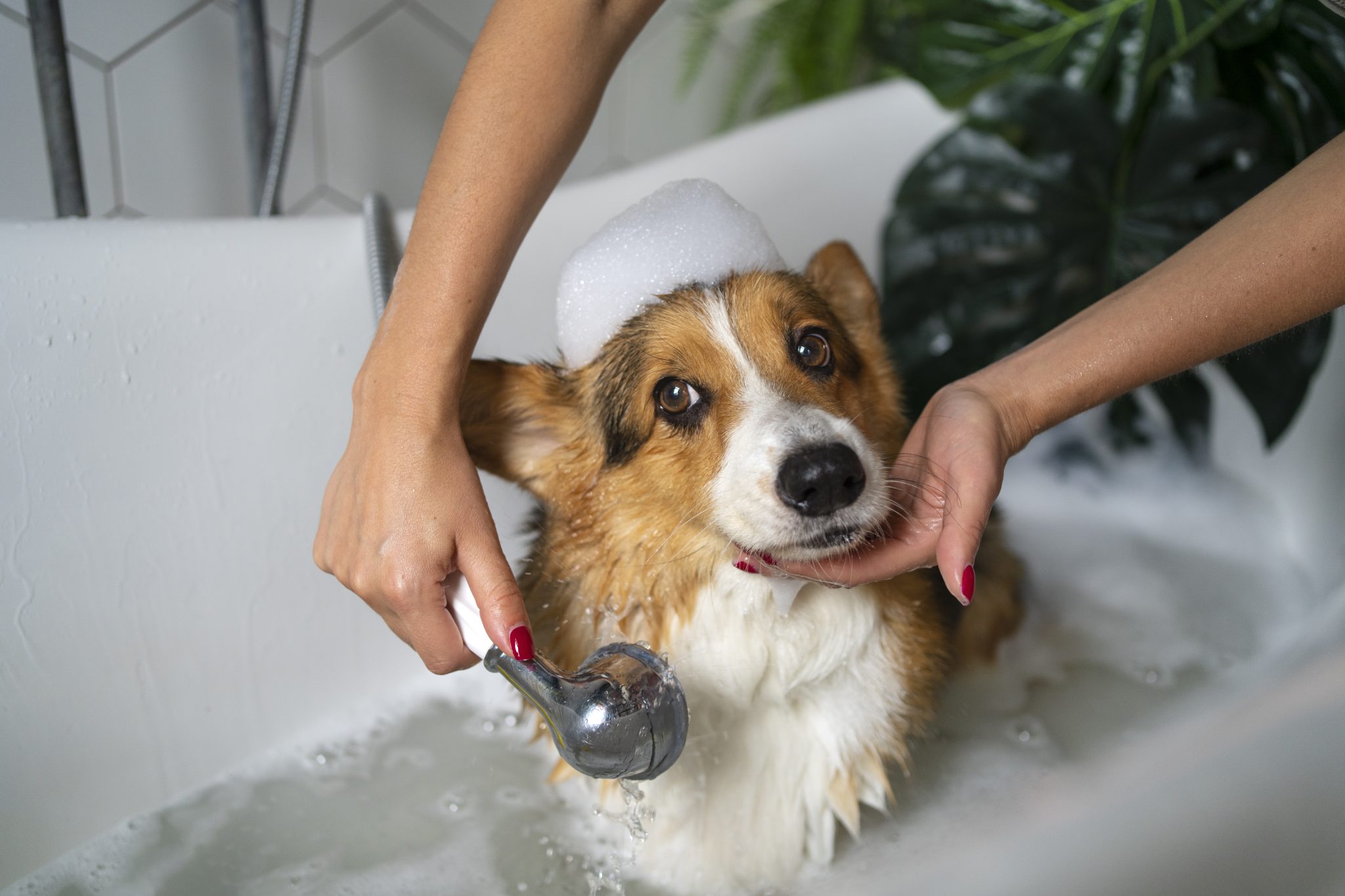 Washing Pet Image