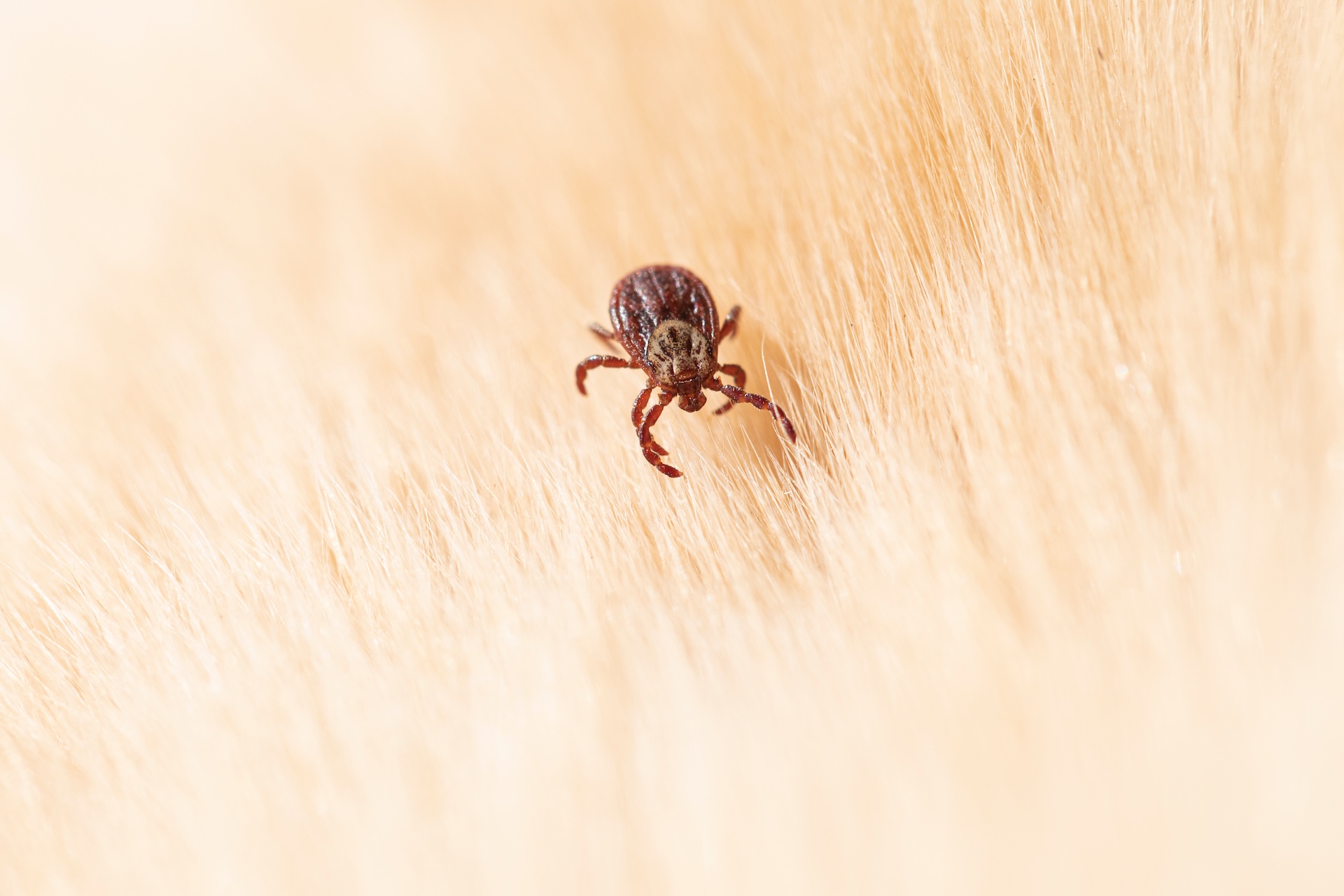 Tick on Dog Fur