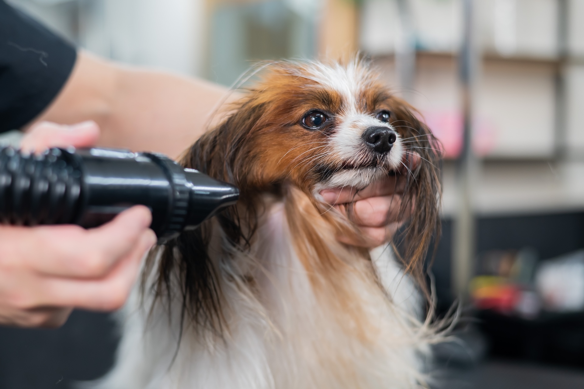 Dog Blow Dry