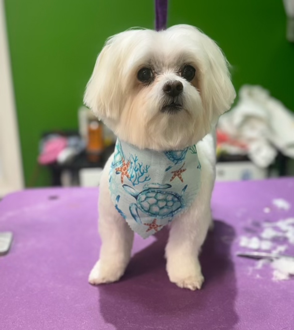After Dog Grooming