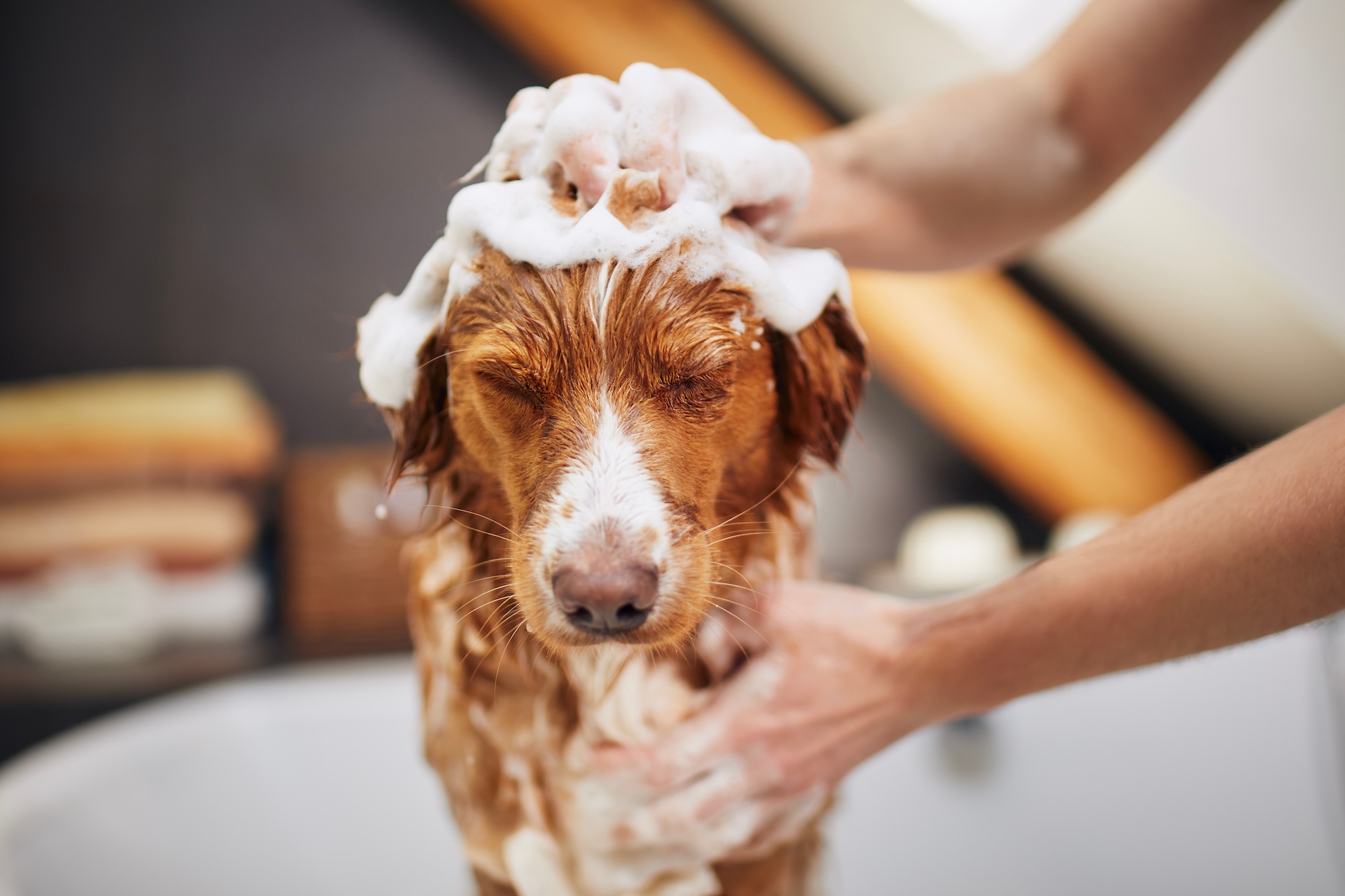 Dog receiving bath and coat care at Dogfather professional grooming service
