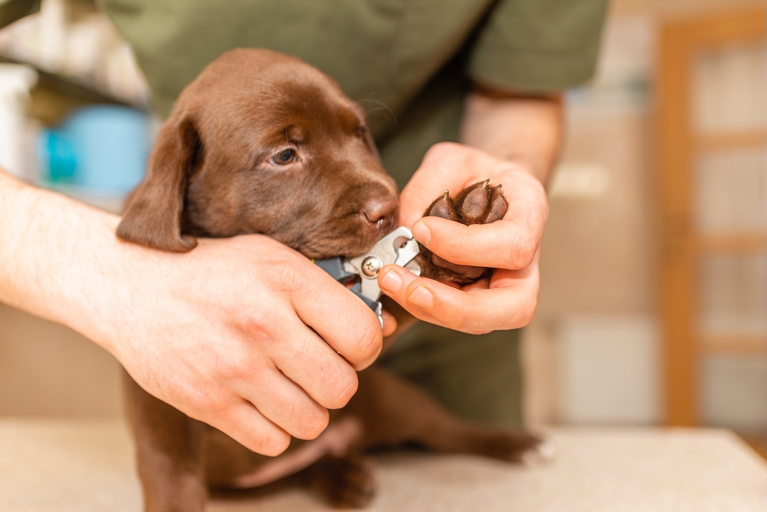 Experienced groomer performing gentle dog nail clipping at Dogfather Grooming