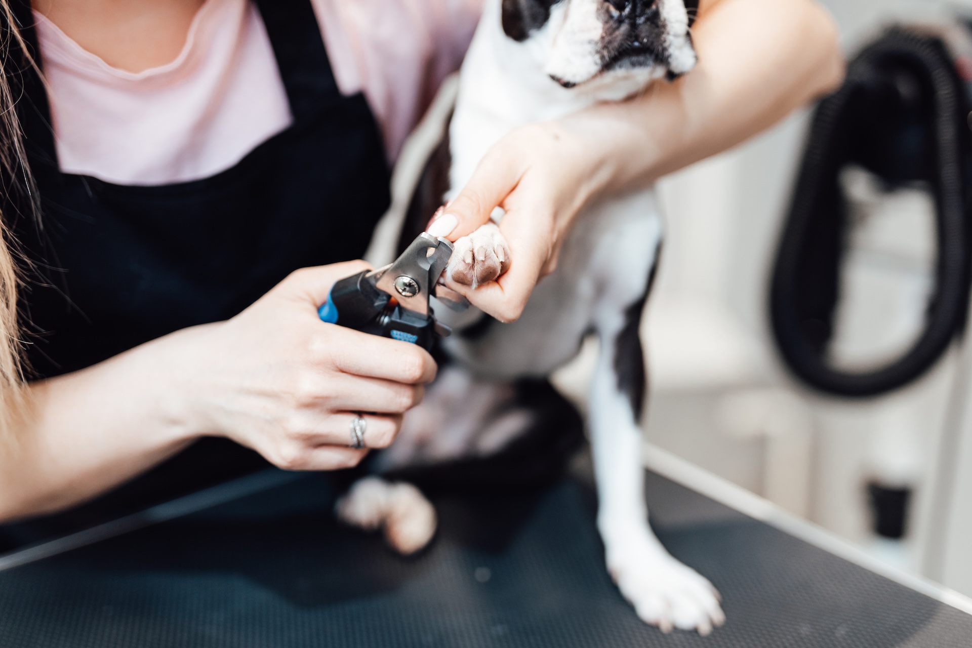 Dog nail trimming and breed styling service at Dogfather Grooming