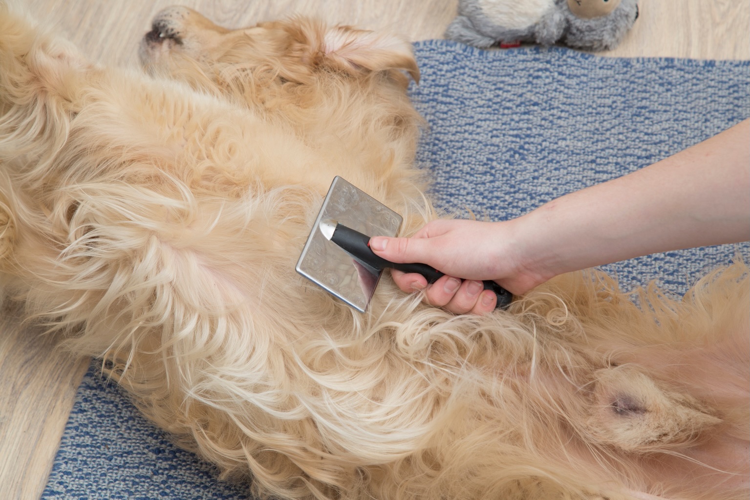 Dog undercoat removal and de-shedding grooming service at Dogfather Grooming