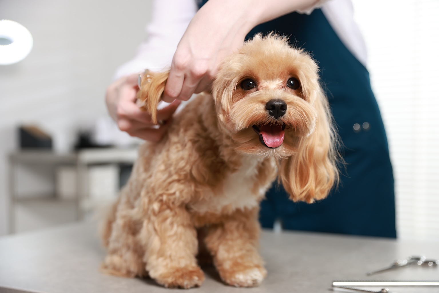 Gentle doodle puppy grooming at Dogfather Grooming salon