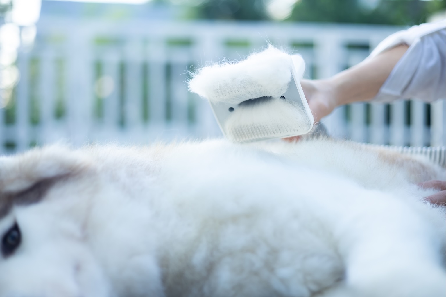 Double coat dog de-shedding treatment for Husky and Golden Retriever at Dogfather Grooming