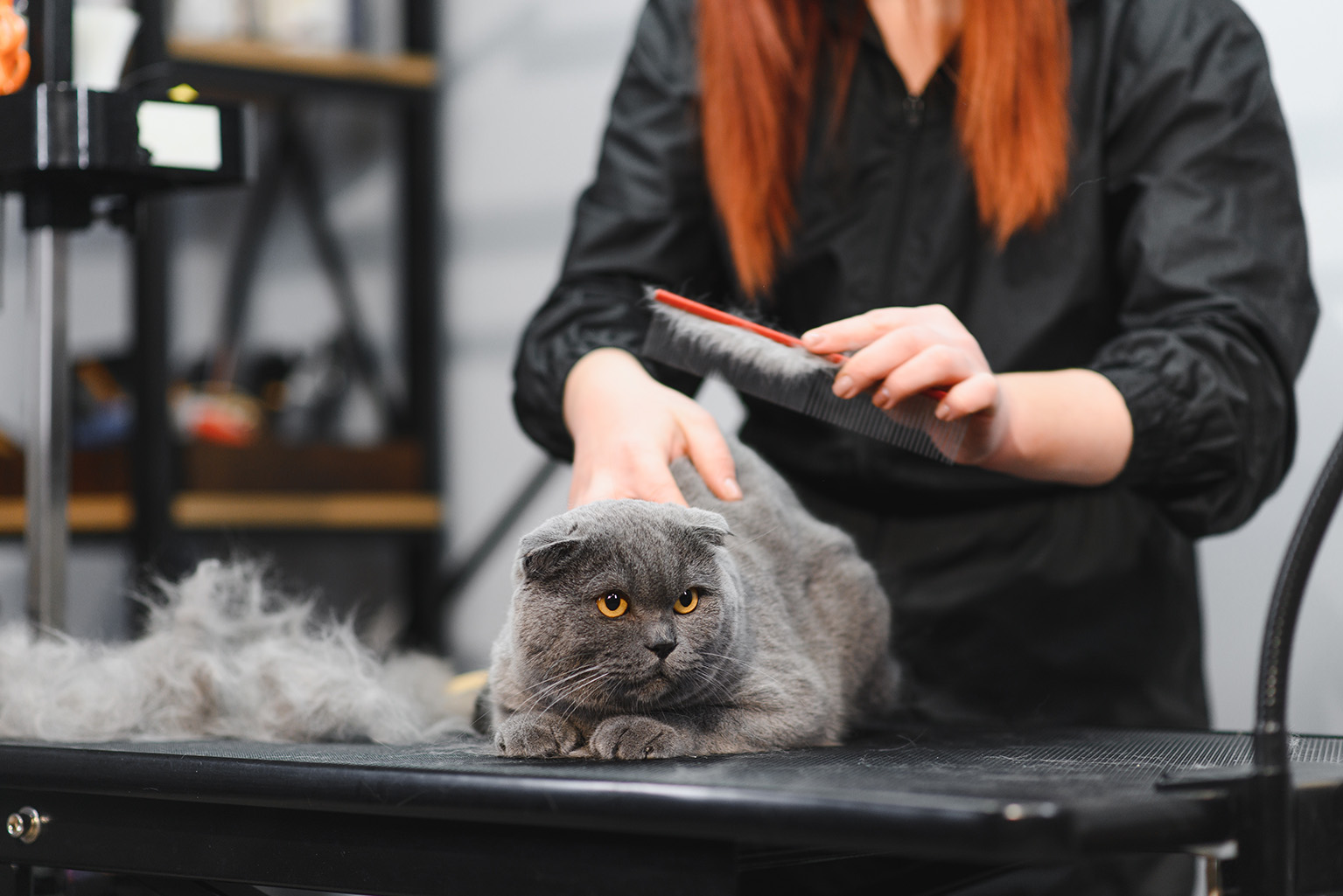 Long-haired cat grooming and de-shedding treatment at Dogfather Grooming