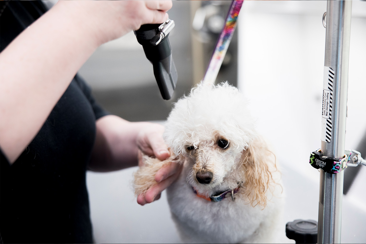 Dogfather Grooming mobile dog groomer providing at-home grooming service