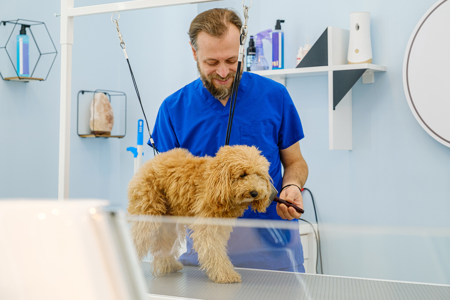 Comfortable grooming positioning for older dog at Dogfather Grooming