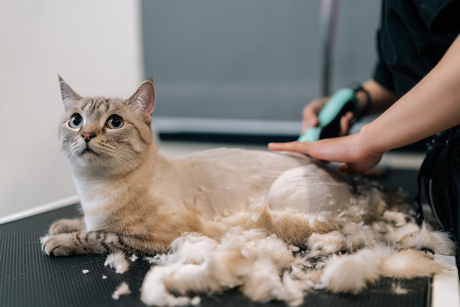 Professional cat grooming at Dogfather Grooming salon in Connecticut