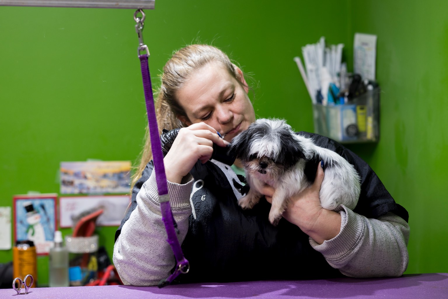 Professional dog grooming at Dogfather Grooming salon in Connecticut