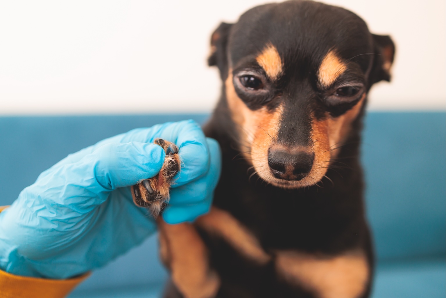 Professional dog nail trimming service at Dogfather Grooming in Connecticut