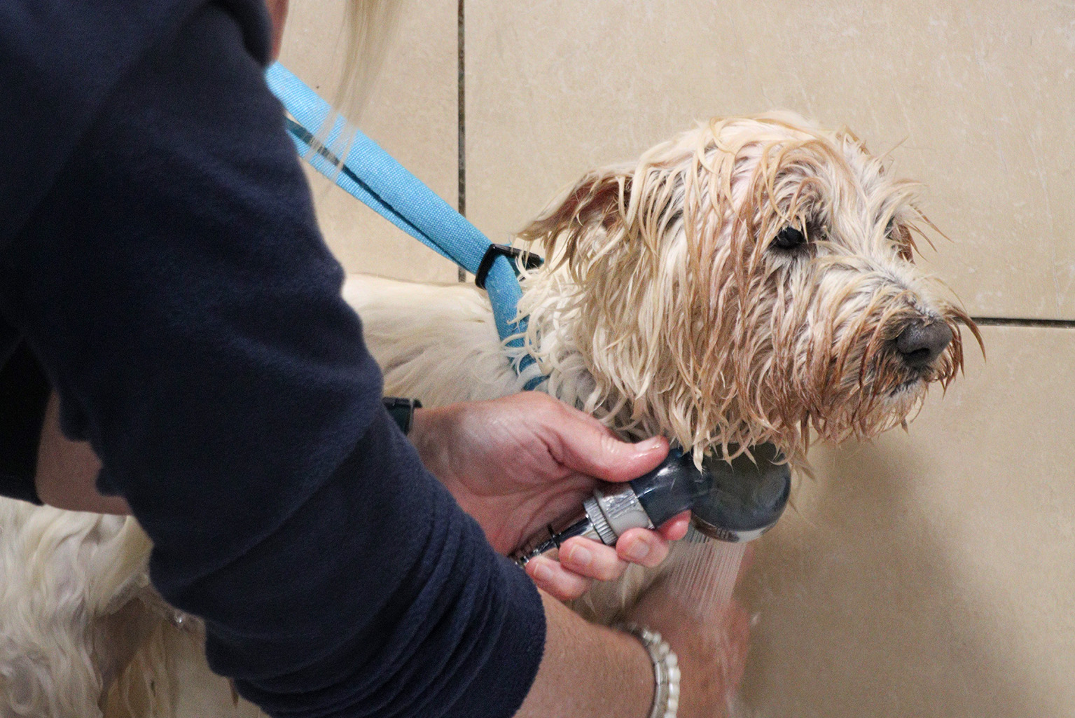 Gentle senior dog grooming at Dogfather Grooming Connecticut
