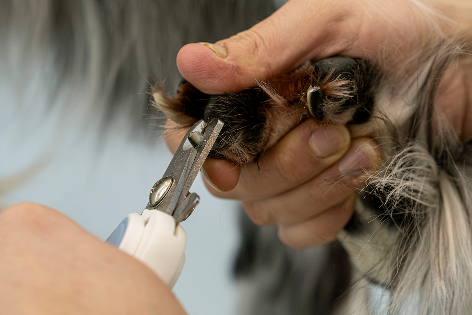 Senior dog nail trimming and skin care grooming service at Dogfather Grooming